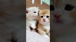 my cute baby cats ❤️😍
