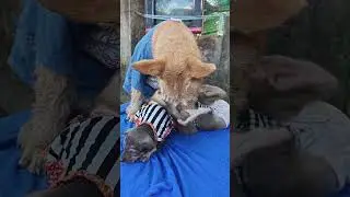 Adorable Baby Monkey Trio Laughing #cute #monkey #animals #adoreble #puppy