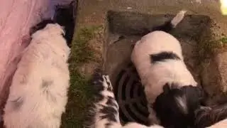 Poppy and her 6 week old black and white Cockapoo puppies