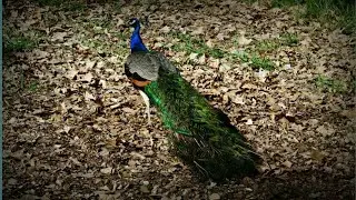 Relaxing Music With Beautiful HD & 4k Nature Videos || ALJDP Music Channel.