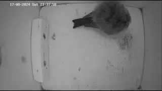 Live bird nest box cam, in the Southern United Kingdom (UK) @ Echo Hotel