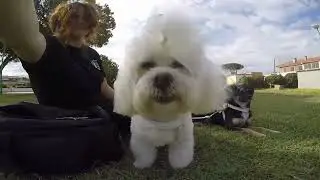Cane che partecipa al matrimonio con il Wedding Dog Sitter