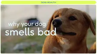 Vet explains 5 reasons your dog stinks