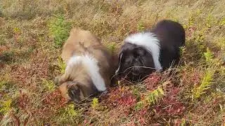 Small bears in the blueberry patch?
