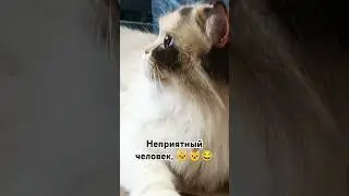 #funnyanimals #лайк #юмор #позитив #подпишись #кот