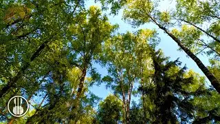 Peaceful Nature Sounds in the Sunny Spring Forest - Nightingale, Cuckoo & Songbirds