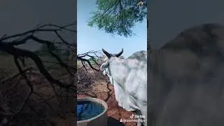 Ongole bull