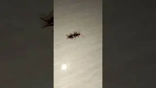 forficula smyrnensis. a species of earwig forficulidae. mostly found in the palearctic realm