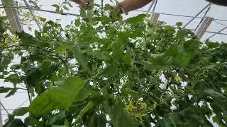 Lowering Cherry Tomato Plants #GLP #Greenhouse #Qlipr