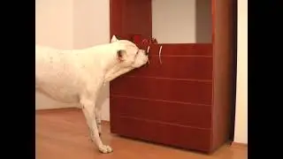 A Doggy Christmas Surprise - Kuty&aacute;s Kar&aacute;csonyi meglepet&eacute;s ORIGINAL