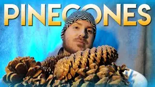 Pine Cones ASMR ::: Crinkly Pinecones ASMR ::: No Talking ASMR (after intro)