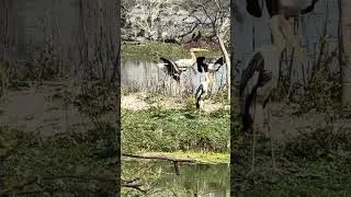 Young Painted Storks clamouring for feed. #shortsfeed #shortsviral #shorts #wildlife #bharatpur