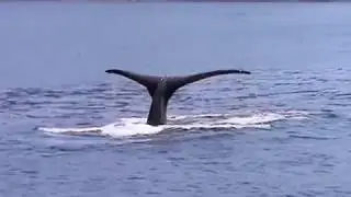 Hindsight and Foresight- The Exxon Valdez Oil Spill
