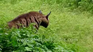 Rare sighting of Striped Hyena and a Desert Fox
