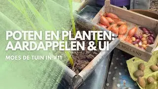 Poten en planten: Aardappelen en ui, MOES de TUIN in #11