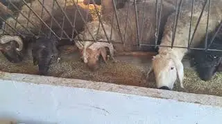 SIMPLE FEEDING SYSTEM FOR SHEEP ~ GREEN MOWED WHEAT