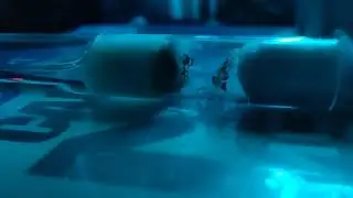 Lasius Flavus