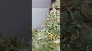 Гибриды конопли. Виды марихуаны #shorts