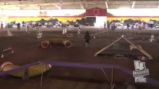 Australian Shepherd Kai Dog Agility Masters Jumpers 5-26-13