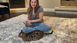 Review of the Flapping Bird Cat Toy