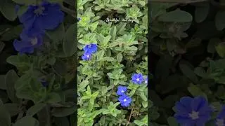 The Beauty of Blue Daze Plant  | True blue flowers | #plants #flowers #garden #ytshorts