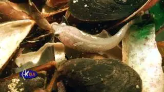 Присоска пятнистая. Diplecogaster bimaculatus. Two spotted clingfish