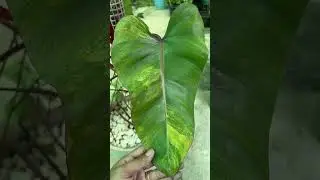 Philodendron strawberry shake growing step by step