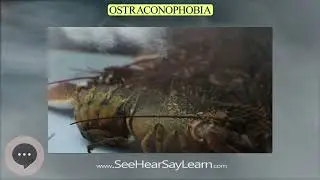 Ostraconophobia | Phobias, Fears, and Anxieties 😲😱🤪