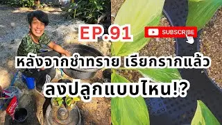 หลังจากชำทราย เรียกรากแล้ว ลงปลูกแบบไหน!? EP.91