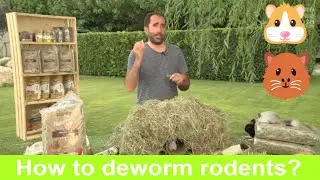 🐹 RODENTS: How to get rid of parasites in guinea pig?