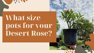 Best size pots for your Desert Rose - Adenium Growth Stages