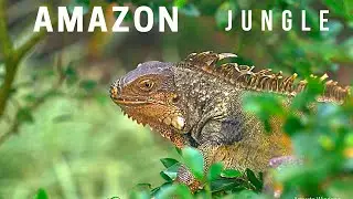 Amazon Rainforest Birds Eye View | Amazon Rainforest Documentary National Geographic | Our Planet