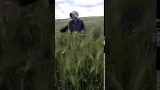 Июнь Люба Ляшова в пшенице  20160607 001