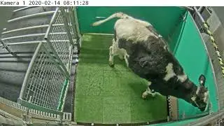 Researchers Toilet-Train Cows Using a 