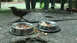 Blackbirds Feeding 2024