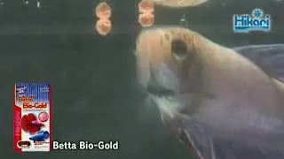 Hikari Betta Bio Gold