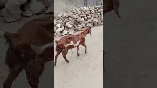 female goat walking #goat #cute #pets #animals #shorts