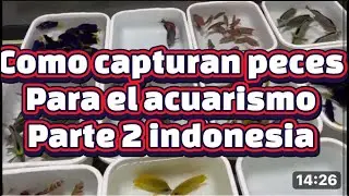 Peces marinos como los capturan en indonesia certificaci&oacute;n MAC y acuacultura sustentable parte 2