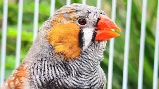 Zebra finch - Golden-cheeked bird singing in the forest in the morning