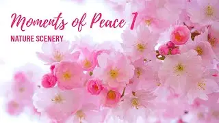 Moments of Peace 1 : Nature Scenery