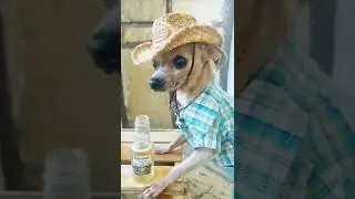 mexican dog