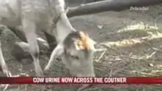 Cow urine sale high on govt's agenda