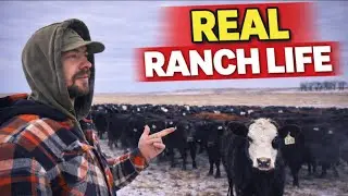 A Real Day In The Life Of A Cattleman 