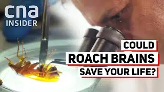 How Cockroaches Could Stop The Next Disease Outbreak