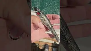 Dark Walleye MadTad choked 💪💪💪 www.lscmusky.com www.finsgrinslure.com #muskyfishing #lakesaintclair