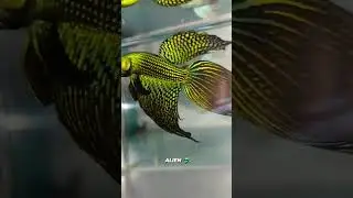 SUPER LONGFIN ALIEN HYBRID BLUE-GREEN WILD SUPER RARE_Size XXL_ beta fish