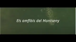 Investigadors i natura - Els amfibis del Montseny