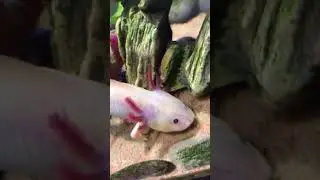 This Animal Can Regrow Its Body Parts! #shorts #animalfacts #axolotl