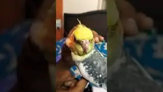 Lovely Bird 🕊️ Cuteness Alert #birds #viral #pleasesubscribe