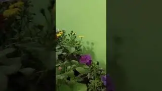 winter flower plants Hindi Song